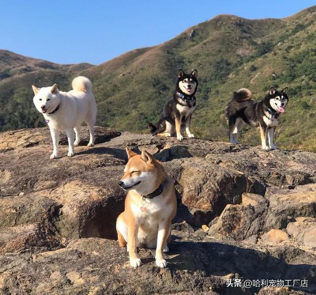 柴犬图片大全可爱 卡通图片（柴犬图片大全可爱图片）