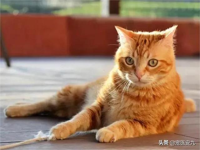 猫瘟隔离了会被传染吗（猫瘟隔离多久才能没有传染性）