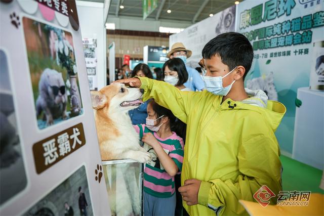 纯种昆明犬幼犬图片（纯种的昆明犬）