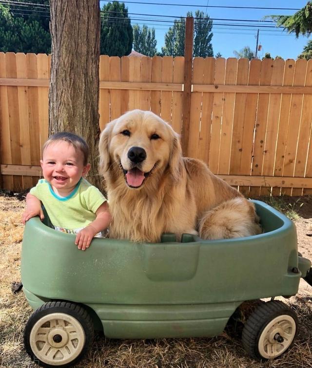 金毛幼犬图片一个月大约多少斤（金毛幼犬图片一个月 怎么看）