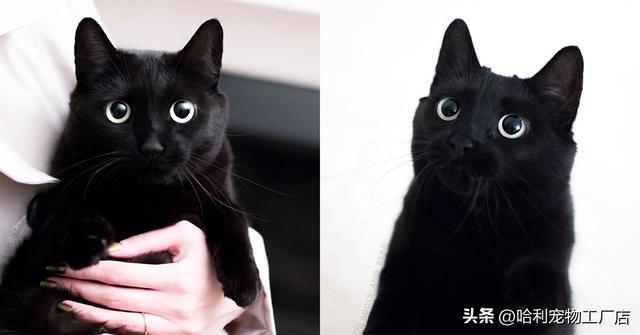 黑猫是吉利还是不吉利（为什么有些人说黑猫不吉利）