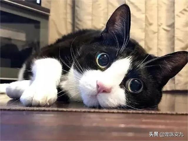 猫瘟隔离了会被传染吗（猫瘟隔离多久才能没有传染性）