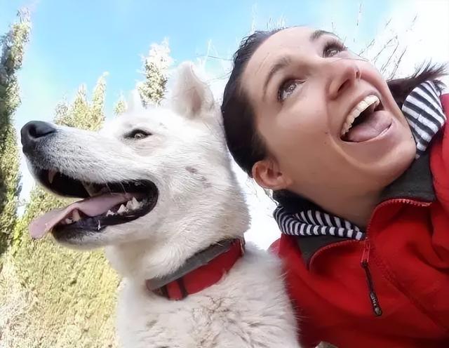 阿富汗猎犬要多少钱（阿富汗猎犬国内价格）