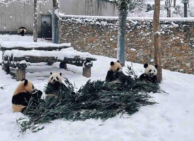 成都熊猫基地下午去能不能看到熊猫（成都熊猫基地中午去能看到熊猫吗）