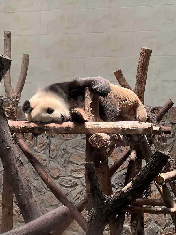 成都熊猫基地下午去能不能看到熊猫（成都熊猫基地中午去能看到熊猫吗）