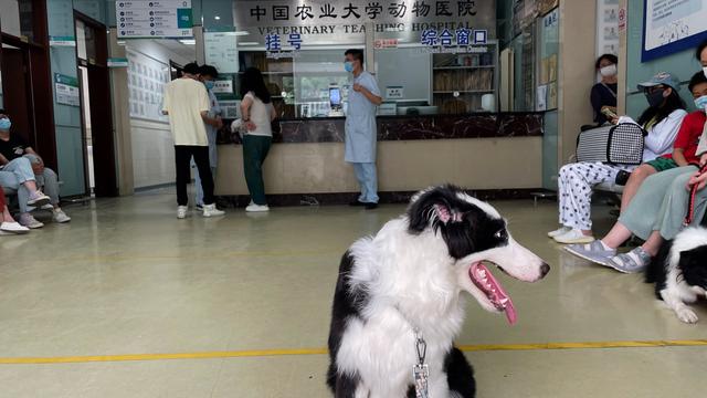 边牧幼犬多少钱一只 纯种（边牧犬多少钱一只 纯种）