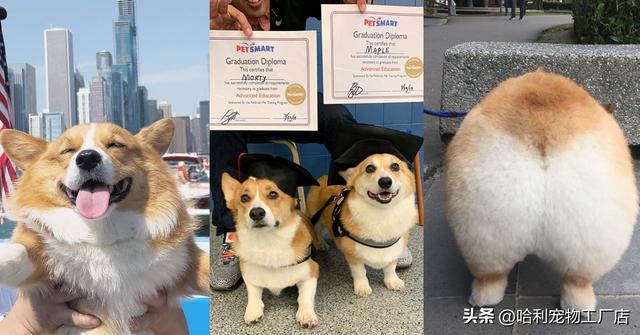 纯黑色柯基犬图片大全（柯基犬图片大全 幼犬）