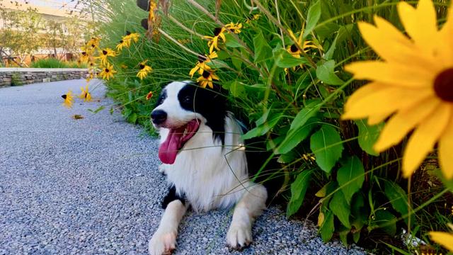 边牧幼犬多少钱一只 纯种（边牧犬多少钱一只 纯种）