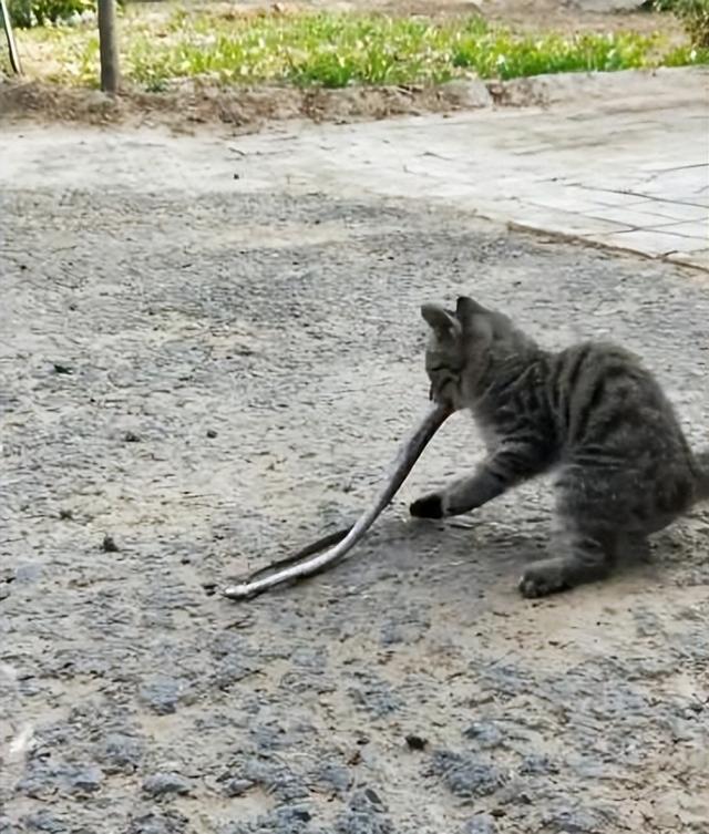 银渐层和蓝猫配出来什么样子图片（银渐层是蓝猫和什么配的）