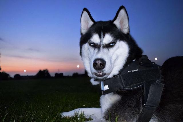 阿富汗猎犬要多少钱（阿富汗猎犬国内价格）