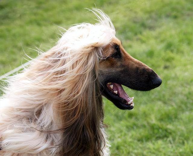 阿富汗猎犬要多少钱（阿富汗猎犬国内价格）