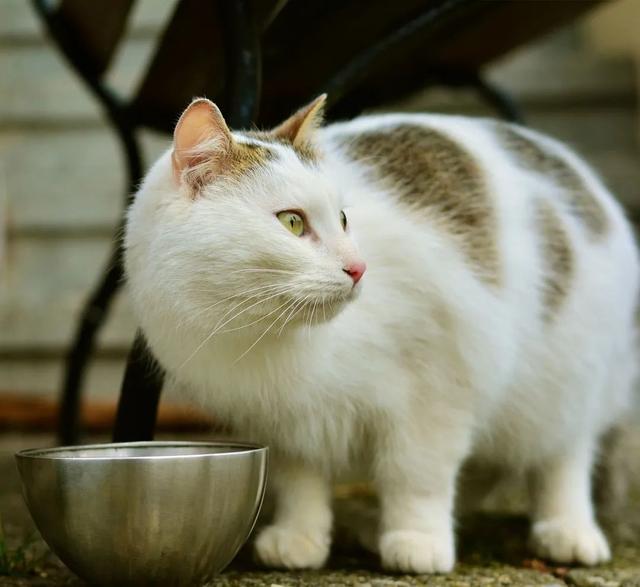 猫肠炎吃阿莫西林剂量多少（猫肠炎吃阿莫西林剂量大吗）