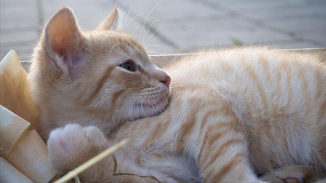 布偶猫做绝育会恨主人吗？布偶猫做绝育会恨主人吗视频！