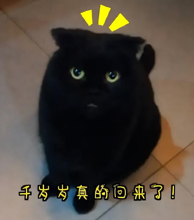 波斯猫价格多少钱一只（异瞳波斯猫多少钱一只）