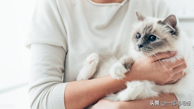 狸花猫图片？狸花猫和田园猫的区别！