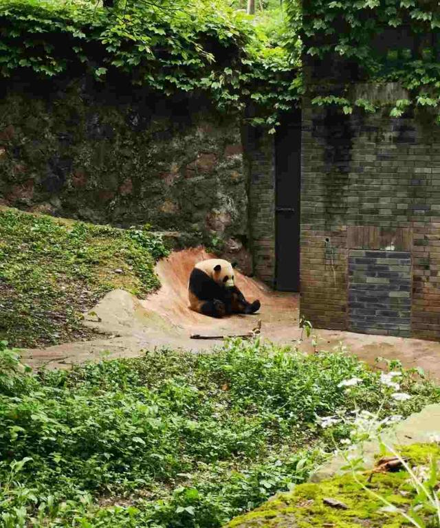 成都熊猫基地下午去能不能看到熊猫（成都熊猫基地中午去能看到熊猫吗）