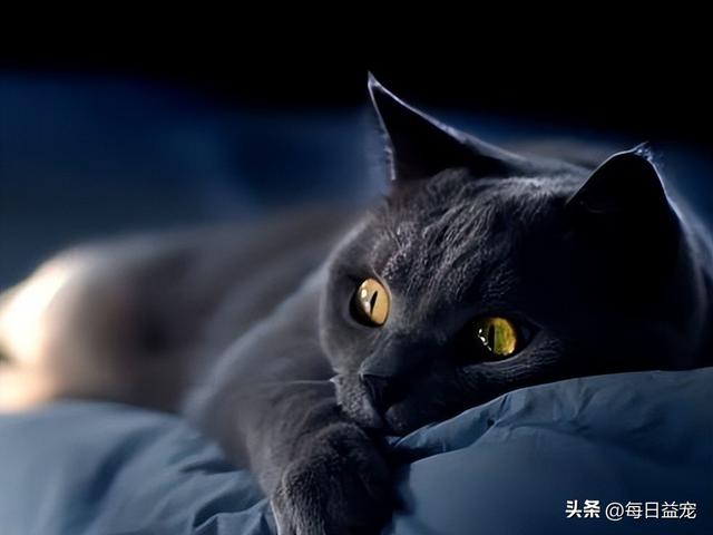 黑猫名字大全超拽霸气不能带黑但是要体现出他的黑（黑猫名字大全超拽霸气英文）