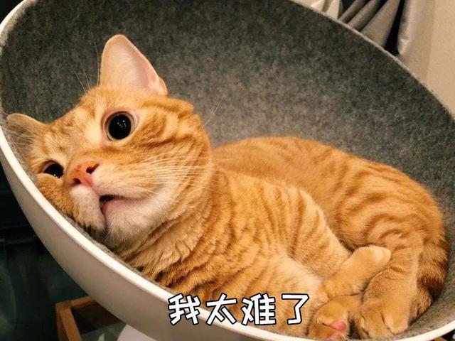 狸花猫寿命多少年了（狸花猫的寿命最长能活多少年）