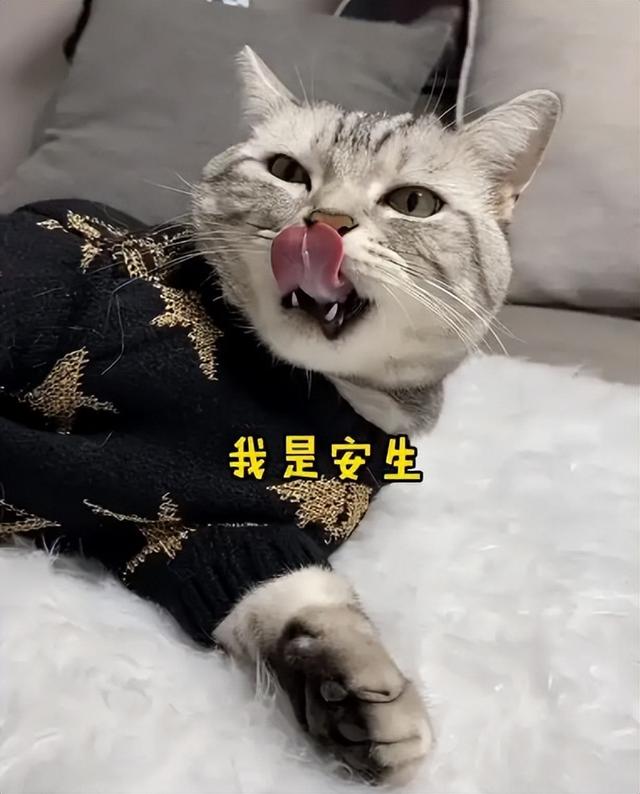 波斯猫价格多少钱一只（异瞳波斯猫多少钱一只）