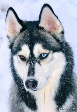 哈士奇犬的性格特点（哈士奇幼犬的特点和性格）