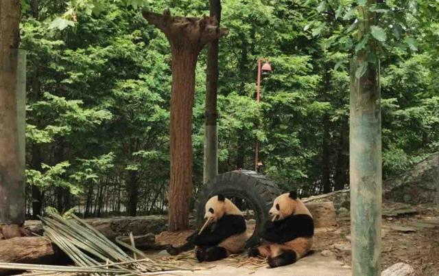 成都熊猫基地下午去能不能看到熊猫（成都熊猫基地中午去能看到熊猫吗）