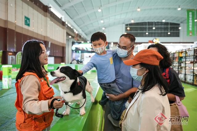 纯种昆明犬幼犬图片（纯种的昆明犬）