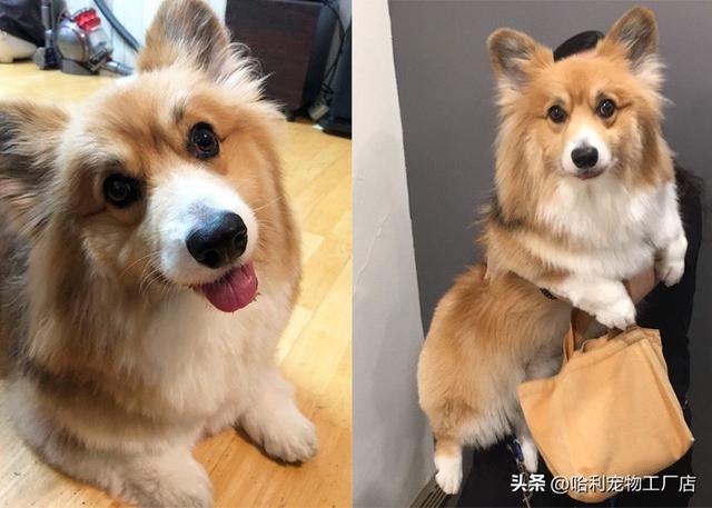 纯黑色柯基犬图片大全（柯基犬图片大全 幼犬）