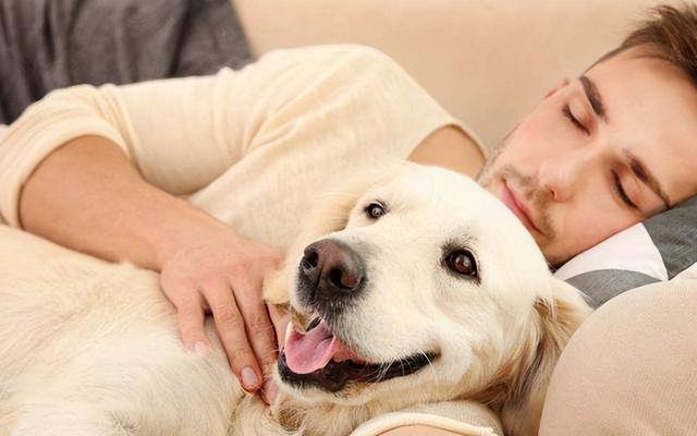 阿富汗猎犬要多少钱（阿富汗猎犬国内价格）