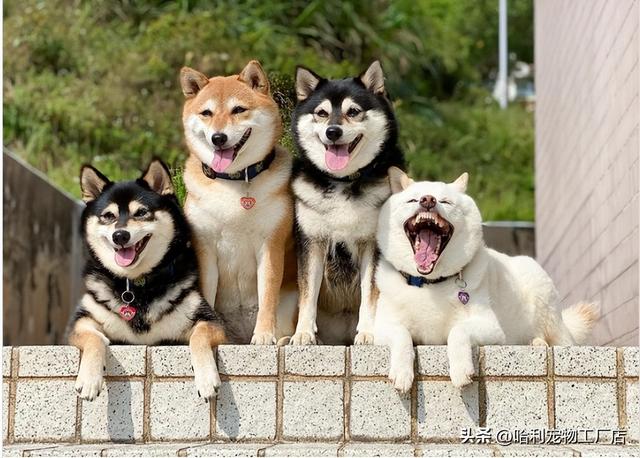 柴犬图片大全可爱 卡通图片（柴犬图片大全可爱图片）