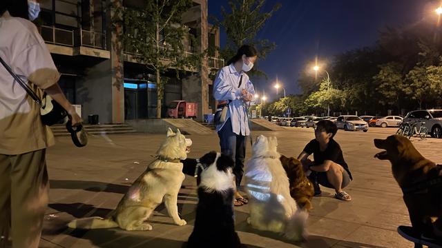 边牧幼犬多少钱一只 纯种（边牧犬多少钱一只 纯种）