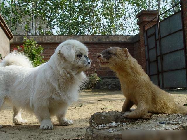 阿富汗猎犬要多少钱（阿富汗猎犬国内价格）