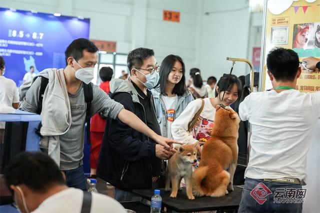 纯种昆明犬幼犬图片（纯种的昆明犬）