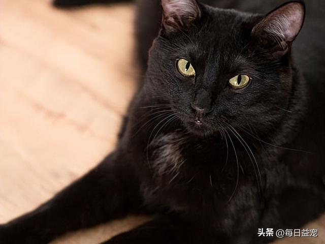 黑猫名字大全超拽霸气不能带黑但是要体现出他的黑（黑猫名字大全超拽霸气英文）