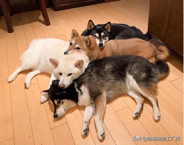 柴犬图片大全可爱 卡通图片（柴犬图片大全可爱图片）