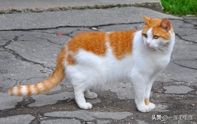 狸花猫图片？狸花猫和田园猫的区别！