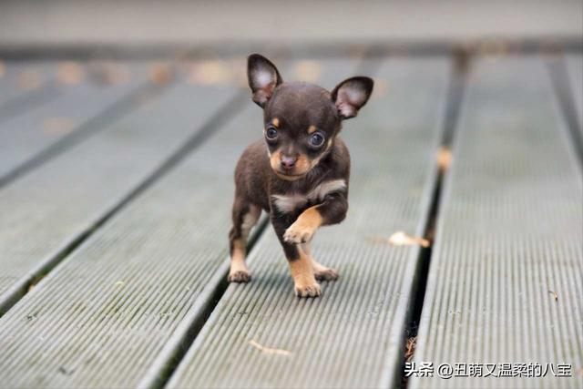 幼犬狗狗拉稀像泥浆很臭但精神很好？幼犬狗狗拉稀像泥浆很臭但精神很好怎么办！