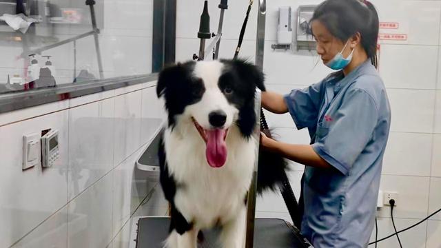 边牧幼犬多少钱一只 纯种（边牧犬多少钱一只 纯种）