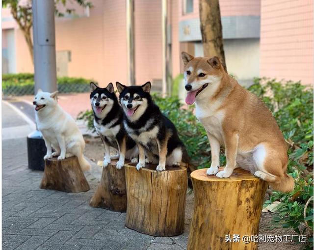 柴犬图片大全可爱 卡通图片（柴犬图片大全可爱图片）