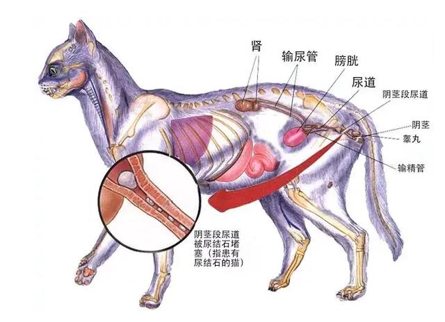 成年猫应激反应会自愈吗？成年猫应激反应会自愈吗视频！