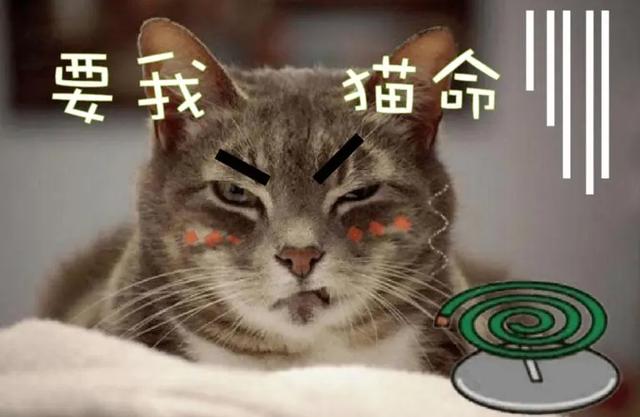 猫咪睡觉流口水很臭正常吗（猫睡觉流口水还有点臭）