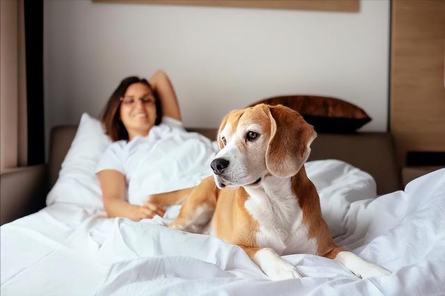 马犬怎么训练听话视频教程？狗狗有这些表现，说明它很“听话”！