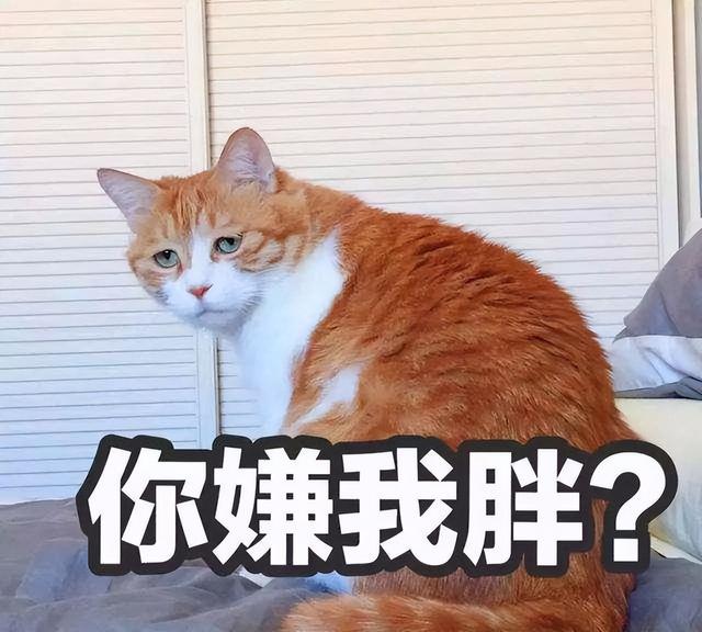 公猫发情怎么办给他吃什么？千万别养“公猫”！不然你就是妥妥的大冤种！