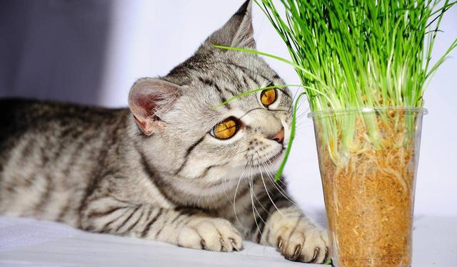 猫吃草是为什么？猫为什么喜欢吃草？这里有最专业的答案！