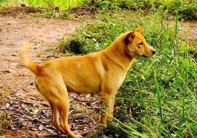 松狮犬图片_纯种松狮犬图片_纯种大型！