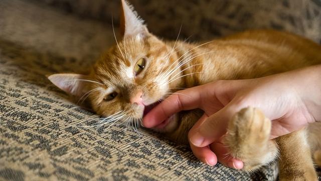 小猫舔我的手是为啥又不让抱？大揭秘！猫咪喜欢舔你的手脚，其实是想告诉你这些事！