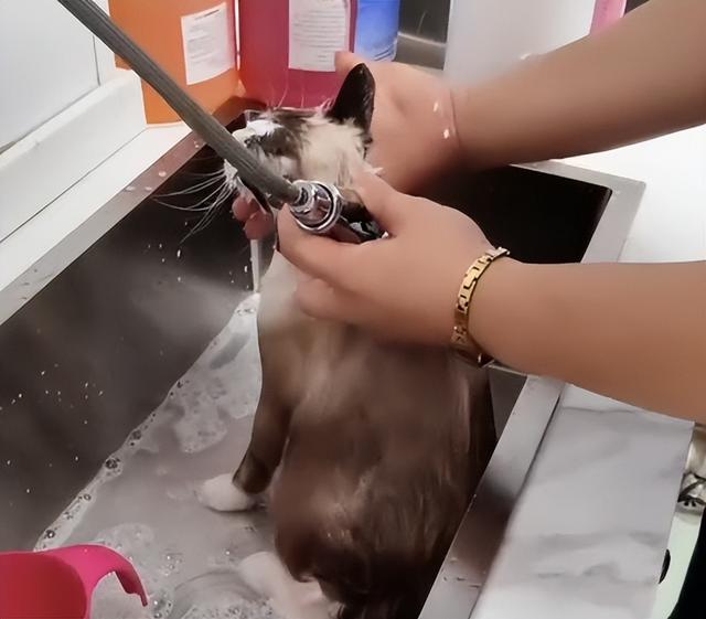 猫可以用人的沐浴露吗洗一次会有事吗？大师级猫美容师是怎么给猫咪洗澡的！