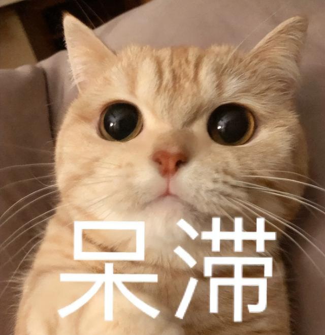 把猫关在笼子会恨你吗为什么？大橘猫“反感”的6种行为，别踩雷，小心它恨你！