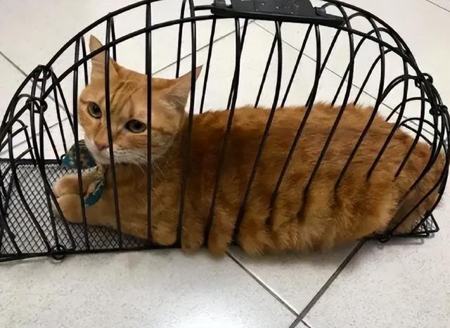 把猫关在笼子会恨你吗为什么？大橘猫“反感”的6种行为，别踩雷，小心它恨你！