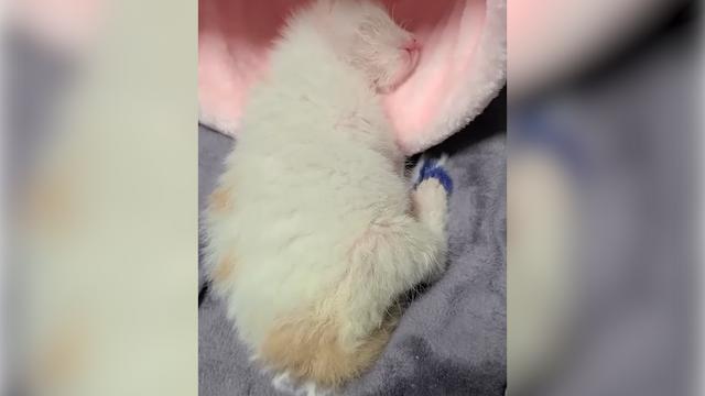 猫咪僵硬了12个小时又复活小猫死了母亲会伤心吗为什么？小奶猫遗弃在大街，已经奄奄一息了，经过救助奇迹般复活了！