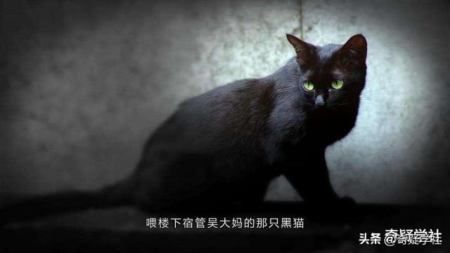 猫咪僵硬了12个小时又复活小猫死了母亲会伤心吗视频？小镇迷案——安宁镇的猫！